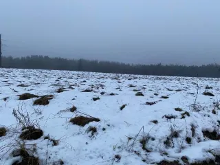 Земельный участок площадью 31.8 га (318020 кв. м), кадастровый номер 60:23:0090216:227. Местоположение: Псковская обл., Струго-Красненский р-н, СП «Новосельская волость», 50 м юго-восточнее д. Красная Горка. Категория земель – земли сельскохозяйственного назначения. Вид разрешенного использования –…