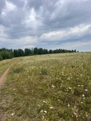 Земельный участок, 1179 кв.м, Свердловская область. С кадастровым номером 66:32:0407006:774, расположенный по адресу: Свердловская область, МО город Алапаевск, город Алапаевск, Семейный пер, 21, площадь 1 179 кв.м.