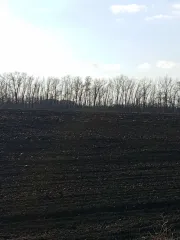 Земельный участок 5000 кв.м, Воронежская область, Таловский район. Кадастровый номер: 36:29:9200007:253. Адрес (местоположение): Воронежская область, р-н Таловский, Казанское сельское поселение, в южной части кадастрового квартала 36:29:9200007. Площадь, кв.м: 5000. Вид права, доля в праве…
