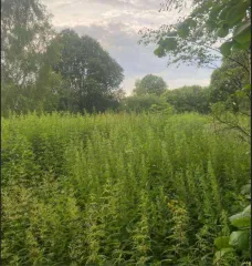 Земельный участок 550 кв.м для садоводства, Московская область, Талдомский район, СНТ "Чистые пруды" юго-восточнее деревни Доброволец, участок 6 (не замежеван). Кадастровый номер 50:01:0060119:7. Собственность.