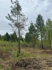 Земельный участок, 2000 +/- 31 кв. м, адрес: Иркутская обл., Иркутский р-н, Ангарское лесничество, Ангарский лесхоз, 93 квартал, СНТ «Пчелка», уч. 169, кадастровый номер 38:06:144003:5651, земли с/х назначения - для ведения садоводства, ограничения и обременения: ограничения прав на земельный…