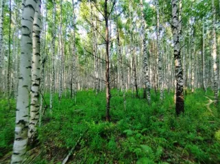 Земельный участок, 495300 кв.м, Нижегородская область, Сокольский район Имущество АО «КАПИТАЛ АСИСТАНС»: земельный участок, кадастровый номер 52:07:0800006:1592, 495300 кв.м. Земельный участок для индивидуального жилищного строительства, земли населенных пунктов, кадастровый номер…