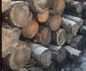 Бревна сосны и лиственницы 34.7 куб.м. Древесина в бревнах сосны для распиловки и строгания 26,211 пл.куб.м. Древесина в бревнах лиственницы для распиловки и строгания 8,5 пл.куб.м. Перечень в документации. Имущество продается в том виде, в каком оно есть, в случае продажи возврату/обмену не…