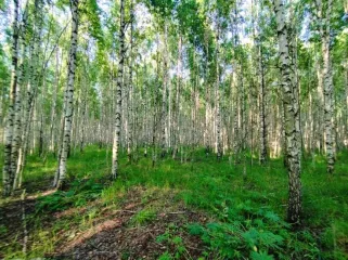 Земельный участок, 495300 кв.м, Нижегородская область, Сокольский район Имущество АО «КАПИТАЛ АСИСТАНС»: земельный участок, кадастровый номер 52:07:0800006:1592, 495300 кв.м. Земельный участок для индивидуального жилищного строительства, земли населенных пунктов, кадастровый номер…