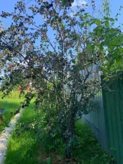 Земельный участок 764 кв.м., ХМАО-Югра. Категория земель: земли сельскохозяйственного назначения, разрешенное использование: под садоводство. Находится по адресу: Ханты-Мансийский автономный округ - Югра, р-н Нефтеюганский, урочище «Сингапайский остров», район КНС-7, СНТ «Энергетик», участок № 56…