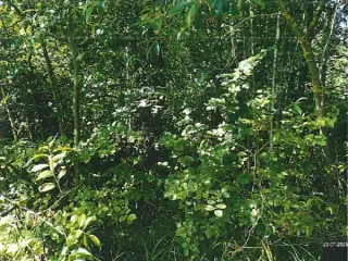 Земельный участок ИЖС 1200 кв.м в Санкт-Петербурге по адресу: Российская Федерация, Санкт-Петербург, муниципальное образование г. Колпино, Вознесенское шоссе, земельный участок 61 (восточнее дома 17 по Ивановской улице). Площадь 1200 кв.м, кадастровый номер 78:37:1720902:270. Вид разрешённого…