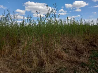 Земельный участок 1103 кв.м, Алтайский край. 1/4 доля в праве собственности на земельный участок, категория земель: земли населенных пунктов, виды разрешенного использования: для ведения личного подсобного хозяйства, кадастровый номер: 22:39:032001:12, площадь: 1103 +/- 23 кв.м., расположенный по…