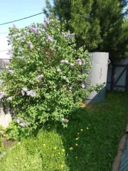 Земельный участок 764 кв.м., ХМАО-Югра. Категория земель: земли сельскохозяйственного назначения, разрешенное использование: под садоводство. Находится по адресу: Ханты-Мансийский автономный округ - Югра, р-н Нефтеюганский, урочище «Сингапайский остров», район КНС-7, СНТ «Энергетик», участок № 56…