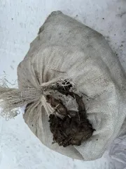 Родиола розовая общий вес 49,8 кг