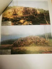 Древесина береза, осина, ель, ольха. Береза – 137,7 куб.м (деловая: крупная – 1,7 куб.м, средняя – 11,9 куб.м, мелкая – 0,5 куб.м, дровяная – 123,6 куб.м), осина – 181,8 куб.м (дровяная – 181,8 куб.м), ель – 95,2 куб.м (деловая: крупная – 1,2 куб.м, средняя – 17 куб.м, мелкая – 4,2 куб.м, дровяная…