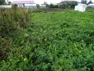 Земельный участок площадью 428 кв. м с кадастровым номером 12:05:3101001:1620. Категория земель — земли населенных пунктов, разрешенное использование — ведение садоводства (ВРИ 13.2). Расположен по адресу: Республика Марий Эл, г. Йошкар-Ола, д. Савино. Государственная собственность не разграничена.