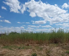 Земельный участок 1103 кв.м, Алтайский край. 1/4 доля в праве собственности на земельный участок, категория земель: земли населенных пунктов, виды разрешенного использования: для ведения личного подсобного хозяйства, кадастровый номер: 22:39:032001:12, площадь: 1103 +/- 23 кв.м., расположенный по…