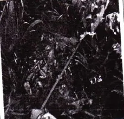 Древесина сосна 136,8 м3. Ирбейское лесничество. 295 сортиментов древесины породы сосна (№2601 ВД/МВД/СО). Местонахождение имущества: расположен в выделе 11 квартала 28 Ирбейского сельского участкового лесничества колхоз «Новая жизнь» КГБУ Ирбейское лесничество. Количество и породный состав…