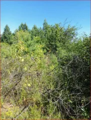 Земельный участок 660 кв.м. с недостроем, Кировская обл., г. Вятские Поляны, сдт. Надежда-2. Категория земель: земли населенных пунктов. Разрешенное использование: садоводство. Кадастровый номер: 43:41:020002:556. На земельном участке расположено недостроенное строение.