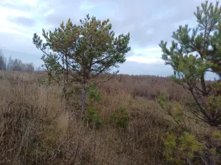 Земельный участок площадью 820 кв.м. Адрес: Россия, Республика Татарстан, Надеждинское сельское поселение, Пестречинский муниципальный район, СНТ "Петрово", участок 4-2. Кадастровый номер: 16:33:211113:214. Ознакомиться с имуществом можно с момента публикации до окончания приема заявок по будням с…