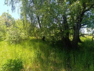 Земельный участок 128 000 +/- 3 131 кв. м, местоположение установлено относительно ориентира, расположенного в границах участка, почтовый адрес ориентира: Калининградская обл., Гурьевский р-н, ТОО «Прибрежное-1», кадастровый номер 39:03:080814:74, земли населенных пунктов - для строительства…