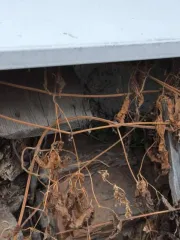 Грузовой автомобиль Scania 2015 года выпуска.