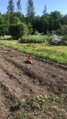 Жилой дом, Новгородская область, Шимский район, ст. Уторгош, ул Лесорубов, д. 12, кадастровый номер 53:21:0121604:241, расположенный на земельном участке по адресу: Новгородская обл, Шимский р-н, ж/д ст Уторгош, ул Лесорубов, д. 12, кадастровый номер 53:21:0121604:161.