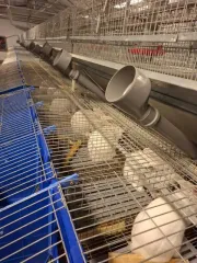 Ангар тентовый для кролиководческой фермы арочный утепленный быстровозводимый для маточно-откормочного корпуса (клеточное оборудование; комплект продольного поения; комплект системы отопления; комплект системы охлаждения; комплект системы навозоудоления).