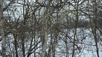 Земельный участок площадью 1474 кв.м, категория «земли населенных пунктов», вид разрешенного использования «Для ведения личного подсобного хозяйства (приусадебный земельный участок)» расположенного по адресу: Московская область, городской округ Кашира, г. Кашира, ул. Березовая. Основной вид…