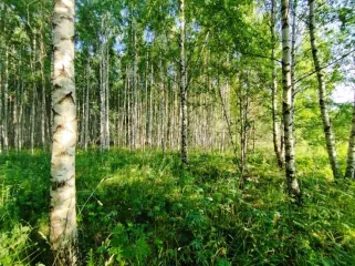 Земельный участок, 495300 кв.м, Нижегородская область, Сокольский район Имущество АО «КАПИТАЛ АСИСТАНС»: земельный участок, кадастровый номер 52:07:0800006:1592, 495300 кв.м. Земельный участок для индивидуального жилищного строительства, земли населенных пунктов, кадастровый номер…