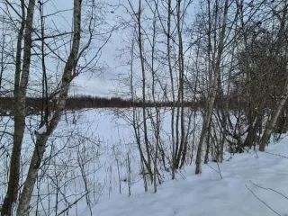 Земельный участок площадью 783 кв. м. Кадастровый номер 60:05:0070702:62. Категория земель - земли населенных пунктов, вид разрешенного использования – для ведения личного подсобного хозяйства. Местоположение установлено относительно ориентира, расположенного в границах участка. Почтовый адрес…