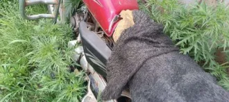 Мопед марки RASER идентификационный номер LTEPCDL03C1005765, 2012 г/в Техническое состояние не проверялось. Имеет повреждения. Может находиться в частично разукомплектованном состоянии. Документы отсутствуют. Товаросопроводительные документы не передавались. Погрузка и транспортировка имущества с…