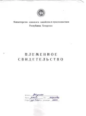 Спортивная лошадь по кличке «Жучок», мерин, 2003 г.р.