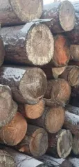 Бревна сосны и лиственницы 34.7 куб.м. Древесина в бревнах сосны для распиловки и строгания 26,211 пл.куб.м. Древесина в бревнах лиственницы для распиловки и строгания 8,5 пл.куб.м. Перечень в документации. Имущество продается в том виде, в каком оно есть, в случае продажи возврату/обмену не…