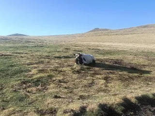 Бык белый с черными пятнами 2022 г.р.