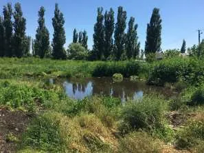Право аренды земельного участка площадью 70 000 кв.м., категория земель: земли населенных пунктов, вид разрешенного использования: овощеводство, кадастровый номер 23:15:0602000:323, расположенный по адресу: Краснодарский край, Крымский район, в границах ТОО «Горизонт», секция 9, часть контура 8…