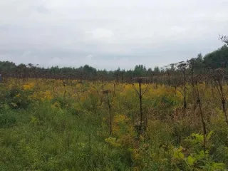 Предметом аукциона в электронной форме является право заключения договора аренды земельного участка, находящегося в государственной собственности Нижегородской области, с кадастровым номером 52:13:0120203:339, площадью 1000±11 кв. м, категория земель – земли населенных пунктов, местоположением…