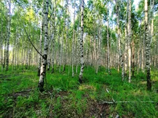 Земельный участок, 495300 кв.м, Нижегородская область, Сокольский район Имущество АО «КАПИТАЛ АСИСТАНС»: земельный участок, кадастровый номер 52:07:0800006:1592, 495300 кв.м. Земельный участок для индивидуального жилищного строительства, земли населенных пунктов, кадастровый номер…