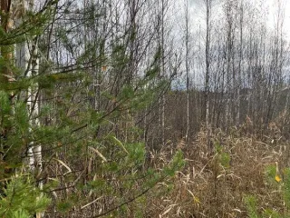 Право аренды земельного участка 86:15:0101026:1594 1024 кв.м Право на заключение договора аренды земельного участка в отношении земельного участка с КН 86:15:0101026:1594. Основной вид разрешенного использования: 2.1. Кадастровый номер земельного участка: 86:15:0101026:1594. Площадь земельного…