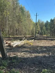 Древесина 251,0 куб.м: Сосна, Береза, Осина, Ель. Объем древесины составляет 251,0 куб.м. в том числе по породам: Сосна-77,0 куб.м, из них деловая - 68,0 куб.м, (крупная 23,0 куб.м, средняя - 35,0 куб.м, мелкая - 10,0 куб.м), дровяная - 9,0 куб.м.; Береза: 88,0 куб.м, из них деловая - 42 куб.м…