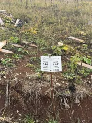 Земельный участок 669 кв.м в Пермском крае, Пермский муниципальный округ, деревня Большакино. Кадастровый номер: 59:32:4090017:5558.