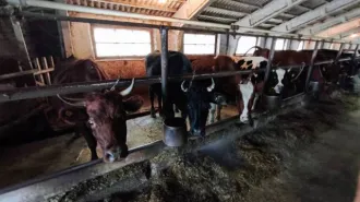 Крупный рогатый скот (коровы, в том числе дойная) в количестве 10 голов, идентификационные номера: 91066, 91060, 83598, RUlal 7Ьас7093024, 2890, 81320, 93054, 2879, 81306, 81312.