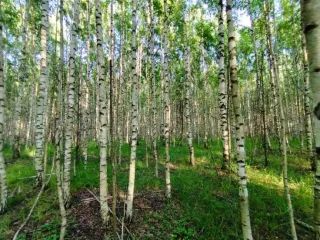 Земельный участок, 495300 кв.м, Нижегородская область, Сокольский район Имущество АО «КАПИТАЛ АСИСТАНС»: земельный участок, кадастровый номер 52:07:0800006:1592, 495300 кв.м. Земельный участок для индивидуального жилищного строительства, земли населенных пунктов, кадастровый номер…