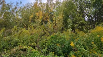 Земельный участок 748 м², здание 26 м², Нижегородская область, кадастровый номер участка 52:17:0080205:94; здание нежилое, кадастровый номер 52:17:0080205:751, адрес: Нижегородская обл, г Нижний Новгород, Московский район, СТ №8 "Двигатель революции", участок № 58.