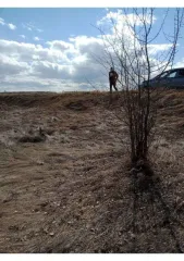 Земельный участок 1500 кв.м, Челябинская область, Сосновский район, п. Витаминный. Площадь: 1 500 кв.м., адрес (местонахождение): Челябинская область, р-н. Сосновский, п. Витаминный, категория земель: Земли населенных пунктов, разрешенное использование: Для ведения личного подсобного хозяйства…