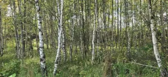 Земельный участок 23453 м², КН 50:17:0011602:484, вид 6.0, Московская область. Площадь земельного участка: 23453. Кадастровый номер земельного участка: 50:17:0011602:484. Основной вид разрешенного использования: 6.0.