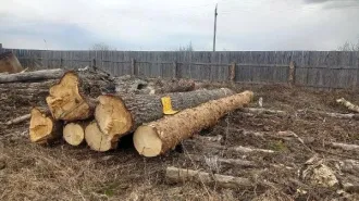 Древесина сосны, шесть шестиметровых сортиментов, штабель 3,41 м³. Древесина породы сосна в штабеле объемом 3,41 м3: шесть шестиметровых сортиментов. 3.41 кубический метр (куб.м). Количество и породный состав древесины: древесина породы сосна в штабеле объемом 3,41 м3: шесть шестиметровых…