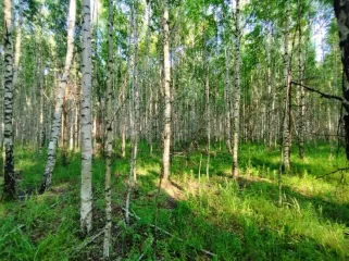 Земельный участок, 495300 кв.м, Нижегородская область, Сокольский район Имущество АО «КАПИТАЛ АСИСТАНС»: земельный участок, кадастровый номер 52:07:0800006:1592, 495300 кв.м. Земельный участок для индивидуального жилищного строительства, земли населенных пунктов, кадастровый номер…