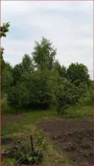 Земельный участок 893 кв.м, Орловская обл., адрес: Российская Федерация, Орловская область, муниципальный округ Орловский, сельсовет Большекуликовский, СНТ "Разуваевские pруды", линия 3, земельный участок 8, категория земель: Земли сельскохозяйственного назначения, разрешенное использование…