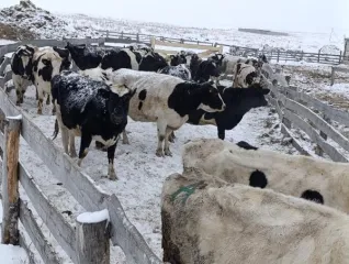 Коровы 5 голов: 1 корова RU12snj6dy4, 420 кг; 2 корова RU1kvx36b67, 400 кг; 3 корова RU1phafr0j2, 450 кг; 4 корова RU1y3dij621, 420 кг; 5 корова RU12s9wn8i1, 410 кг.