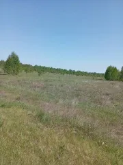 Земельный участок 260000 кв.м, с/х назначения, Курганская область, Кетовский р-н, в границах сельскохозяйственного предприятия им. Чапаева, кадастровый номер 45:08:000000:7877.