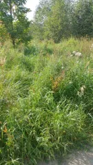 Здание 8 кв.м и земельный участок 800 кв.м в Калужской области, Боровский район, деревня Шемякино. Участок для ведения личного подсобного хозяйства, площадь 800 +/-12 кв.м, кадастровый номер 40:03:050801:578. Нежилое здание площадью 8 кв. м, кадастровый номер 40:03:050801:779. Доля в праве…