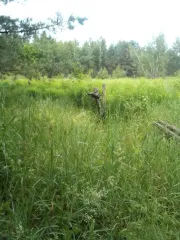 Земельный участок площадью 600 кв.м для ведения садоводства, расположенный по адресу: Брянская область, Брянский район, поселок Корчминка, территория садоводческого некоммерческого товарищества Корчминка, участок 175. Категория земель: сельскохозяйственного назначения. Кадастровый номер…