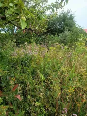 Земельный участок 408 кв.м, Самарская область: Земельный участок, площадь 408 +/- 7.07 кв.м., адрес (местонахождение): Россия, Самарская область, г.Тольятти, Центральный район, северо-запад Химзавода, 2,5 км, СНТ «Любитель», проезд № 4, участок № 248., кадастровый (условный) номер…