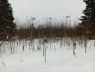 Земельный участок 1715+/-14 кв.м, Пермский край, Оханск, ул. Радужная. Назначение: 1 этажный индивидуальный жилой дом с приусадебным участком, адрес (местонахождение): Российская Федерация, Пермский край, город Оханск, муниципальный округ Оханский, улица Радужная, з/у 11, кадастровый (условный)…
